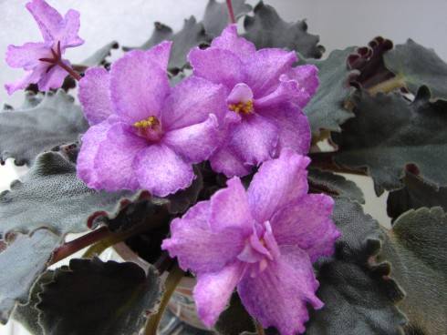 Aaron's West Coast Swing.jpg