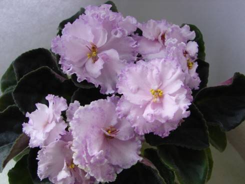 Aly's Crinolines.jpg