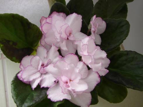 DSC03930.jpg