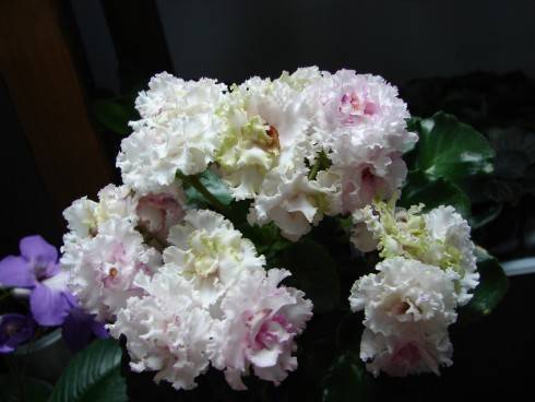 DSC03704.JPG