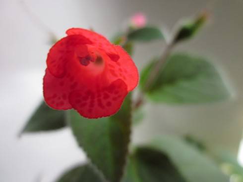 Sinningia reitzii Iporanga (red).jpg