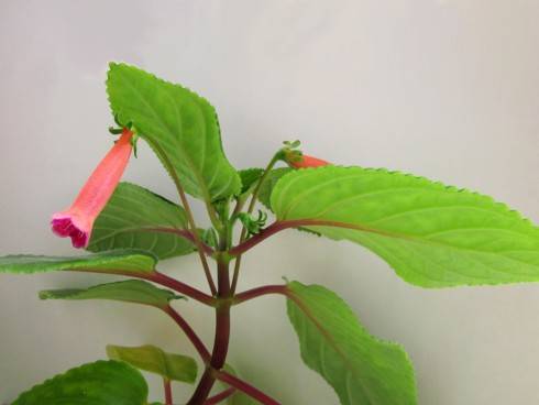 Sinningia hyb. (S. eumorpha x S. mauroana) x self.jpg