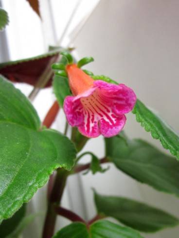 Sinningia hyb. (S. eumorpha x S. mauroana) x self.jpg