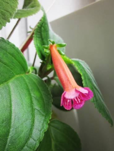 Sinningia hyb. (S. eumorpha x S. mauroana) x self.jpg