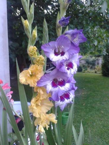 gladiol.jpg