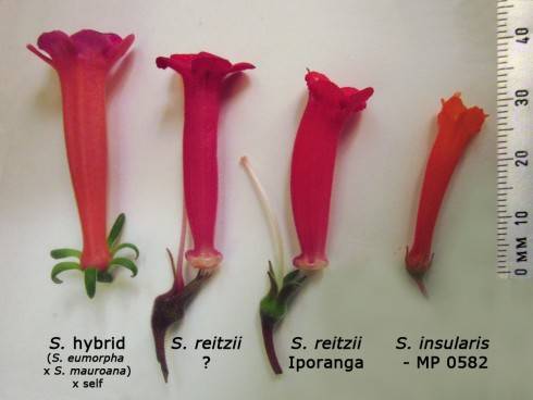 Siinningie - porovnání.jpg