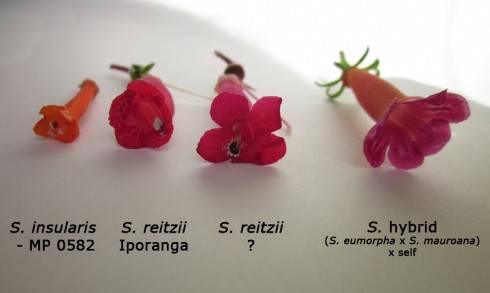 Siinningie - porovnání.jpg