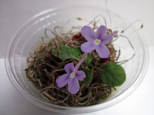 Sinningia pusilla.jpg