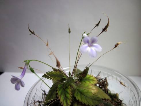 Sinningia muscicola.jpg
