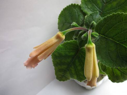 Peachy Propeller.jpg