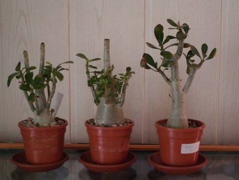 adenium.JPG