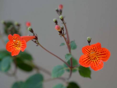 Achimenes pedunculata.jpg