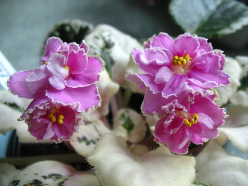 Rebel's Rhubarb Frost.jpg