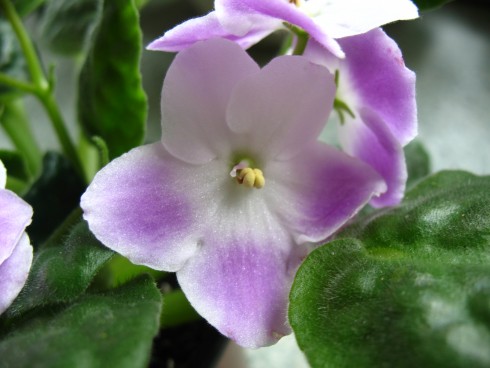 2010_5_23_fialky 151.jpg