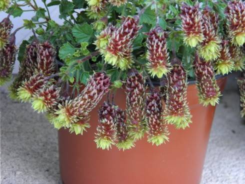 Fir Trees Catkins - detail.JPG