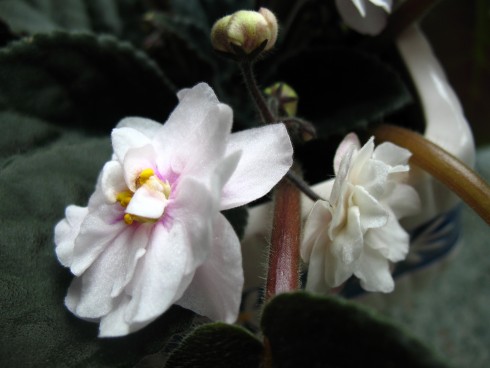 2010_5_23_fialky 042.jpg