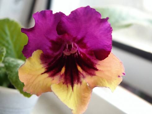 Harlequin Purple.jpg