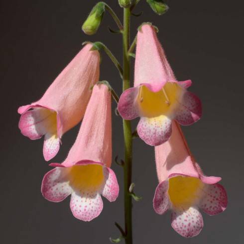 Smithiantha hybrid.jpg