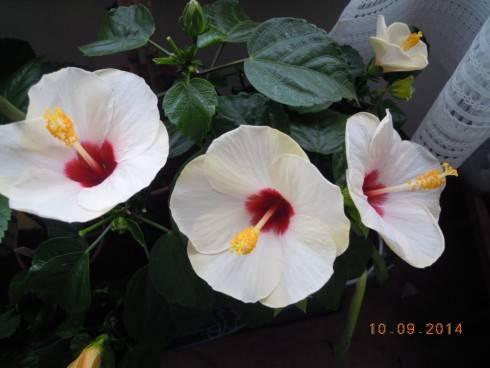 DSCN2898.JPG