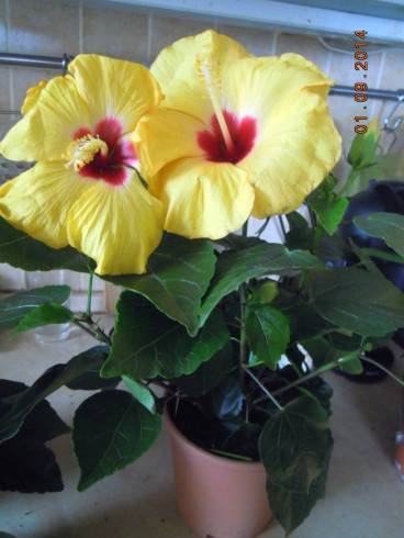 DSCN2469.JPG