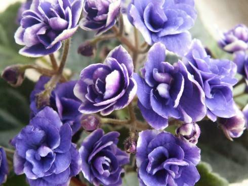 Optimara Little Moonstone Sport.jpg