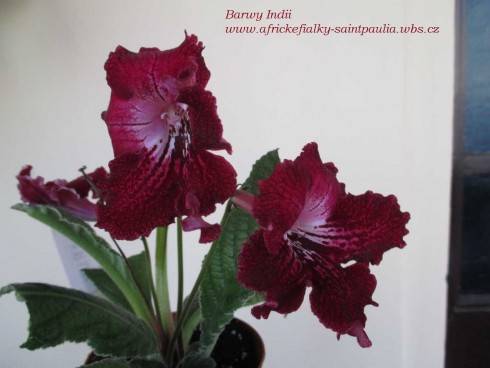 Barwy Indii.jpg