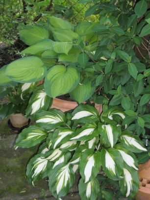 P5250013.jpg