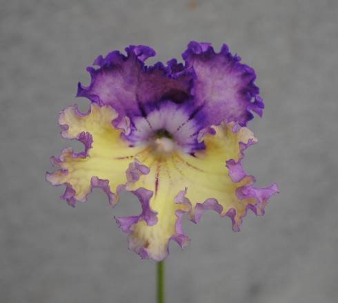 7086.jpg