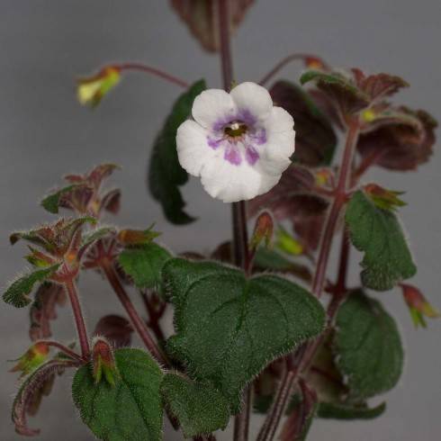 Achimenes misera.jpg