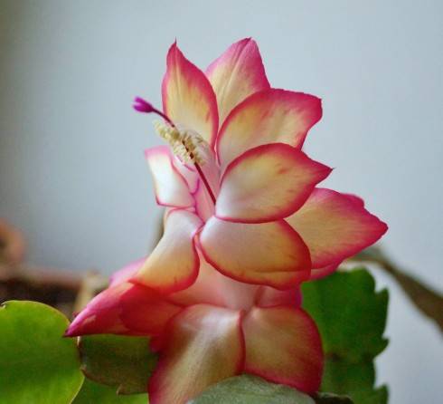 Schlumbergera Samba Brasil.jpg