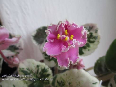 Rebel's Rhubarb Frost.jpg