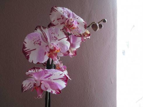 nová orchid 171020141.jpg