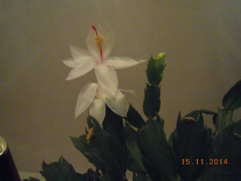 DSCN4224.JPG