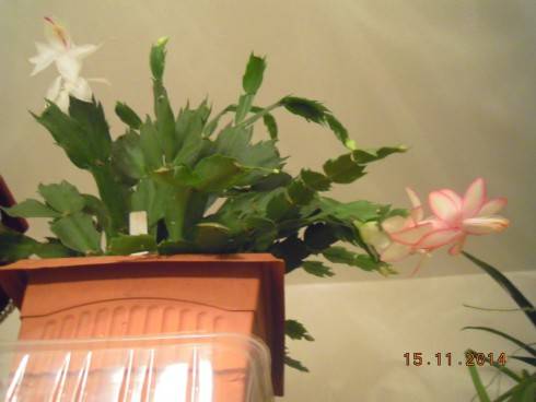 DSCN4228.JPG
