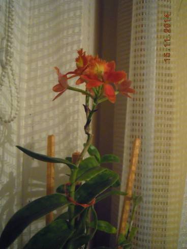 DSCN4232.JPG
