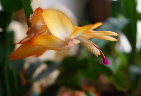 Schlumbergera Bruxas Brazil.jpg