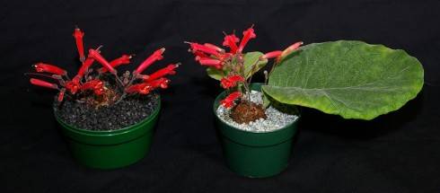 Sinningia defoliata.jpg