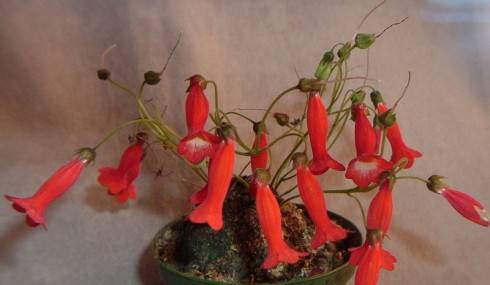 Sinningia helioana.jpg