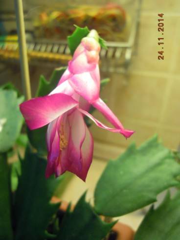DSCN4445.JPG