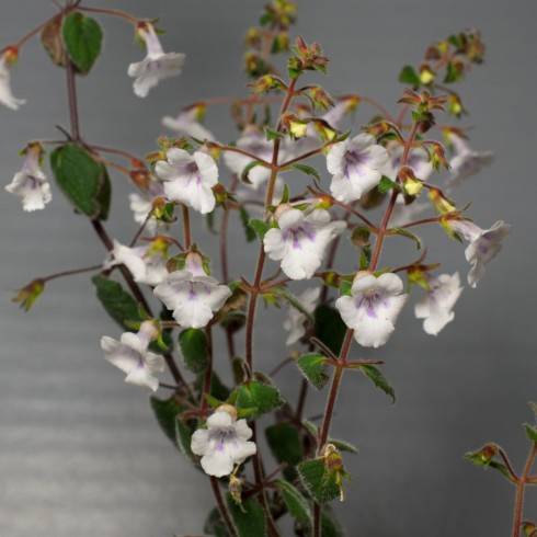Achimenes misera.jpg