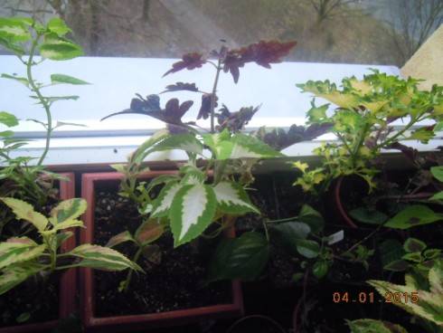 DSCN4975.JPG