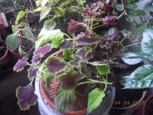 DSCN4978.JPG