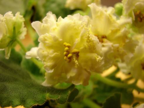Mellow Yellow.jpg