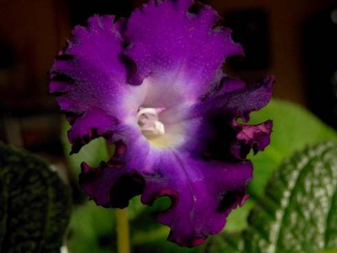 JL-Violet Ruffles.jpg
