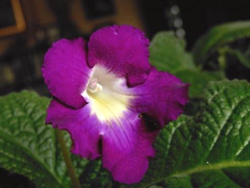 JL-Blackberry Dream.jpg