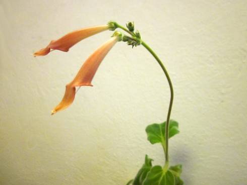 Sinningia iarae.jpg