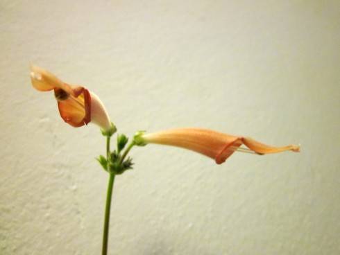 Sinningia iarae.jpg