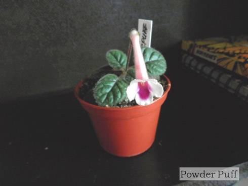 Powder Puff.jpg