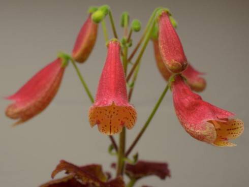 xAch. Northwood's Sunburst x sm. Vivian's Gift.jpg