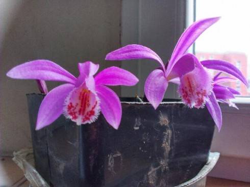 Pleione.jpg